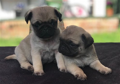 2 Black Kc geregistreerde mannelijke Pug Puppies - 1