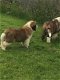 Mooie Kc Reg Sint Bernard Pups - 2 - Thumbnail