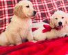 Alleen 3lftkc Reg Golden Retriever Puppies - 1 - Thumbnail