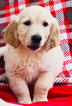 Alleen 3lftkc Reg Golden Retriever Puppies - 2