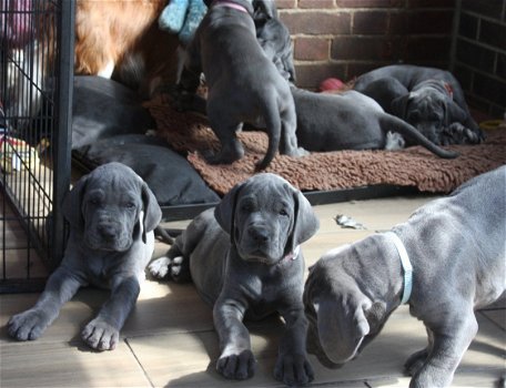 Prachtige Blue Great Dane Pups 2 Girls Left - 1