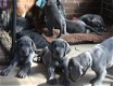 Prachtige Blue Great Dane Pups 2 Girls Left - 1 - Thumbnail