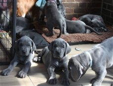 Prachtige Blue Great Dane Pups 2 Girls Left