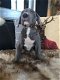 Prachtige Blue Great Dane Pups 2 Girls Left - 2 - Thumbnail