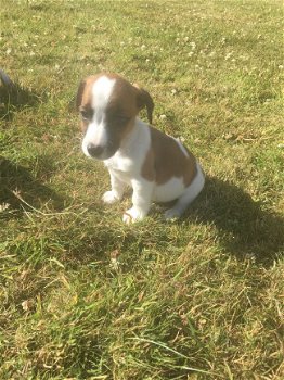 Twee prachtige Jack Russell Puppies - 1