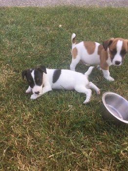 Twee prachtige Jack Russell Puppies - 2