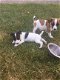 Twee prachtige Jack Russell Puppies - 2 - Thumbnail