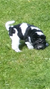 Sharpei Pup - 1