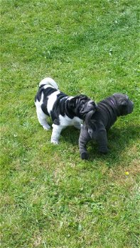 Sharpei Pup - 2