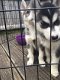 Husky Puppies te koop - 1 - Thumbnail