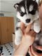 Husky Puppies te koop - 2 - Thumbnail