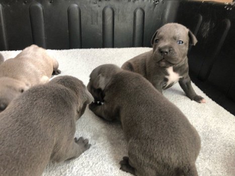 Blue Kc Staffordshire Bull Terrier Puppies - 1