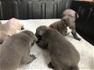 Blue Kc Staffordshire Bull Terrier Puppies - 1 - Thumbnail