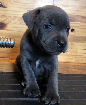 Blue Kc Staffordshire Bull Terrier Puppies - 2