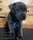 Blue Kc Staffordshire Bull Terrier Puppies - 2 - Thumbnail