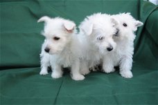 West Highland Terrier Puppie