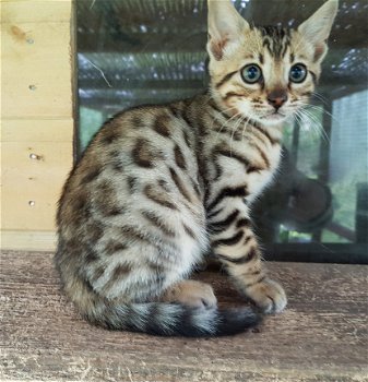 Bengal Pure Breed Kittens - 1