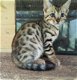 Bengal Pure Breed Kittens - 1 - Thumbnail