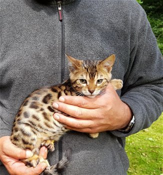 Bengal Pure Breed Kittens - 2