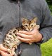 Bengal Pure Breed Kittens - 2 - Thumbnail