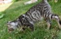 Mooie Tica Reg Toyger Kittens - 2 - Thumbnail