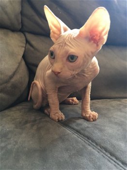 Canadese Sphynx-kittens - 1