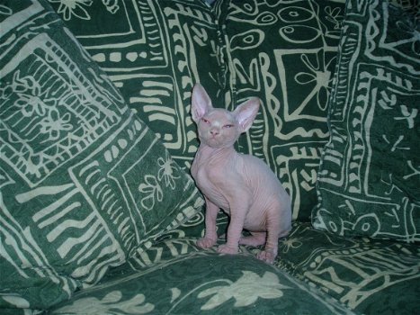 Canadese Sphynx-kittens - 2