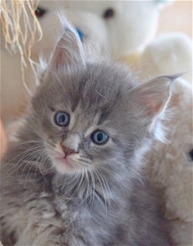 Prachtige Maine Coon-kittens - 1