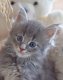 Prachtige Maine Coon-kittens - 1 - Thumbnail