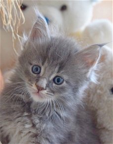 Prachtige Maine Coon-kittens