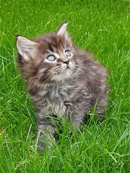 Prachtige Maine Coon-kittens - 2