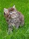 Prachtige Maine Coon-kittens - 2 - Thumbnail
