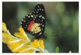 Kaart Midden-Amerikaanse parelmoervlinder - 1 - Thumbnail