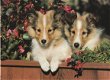 Hondenkaart 17101 IFAW - 1 - Thumbnail