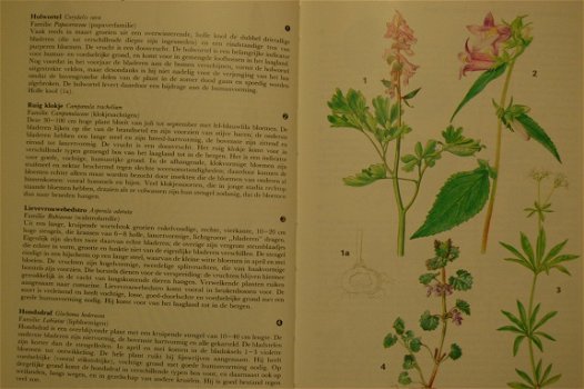 Thieme's bossengids - 4