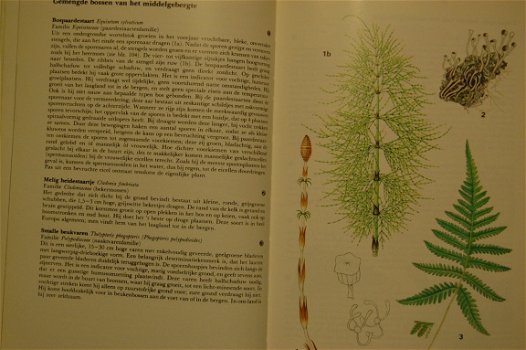 Thieme's bossengids - 6