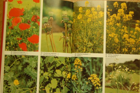 Giftige planten gids - Afbeelding 2
