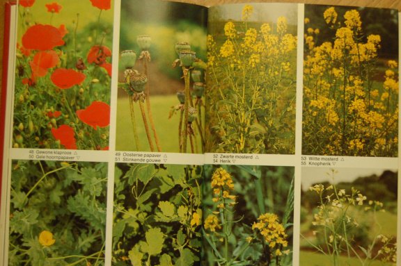 Giftige planten gids - Afbeelding 3