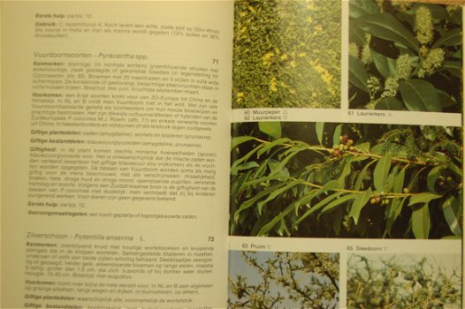Giftige planten gids - 4