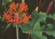 Koraalachtige rode bloeiwijze van een onbekende plant - 1 - Thumbnail