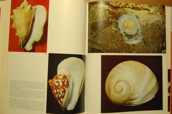 Schelpen (beeld in kleur) - Afbeelding 3