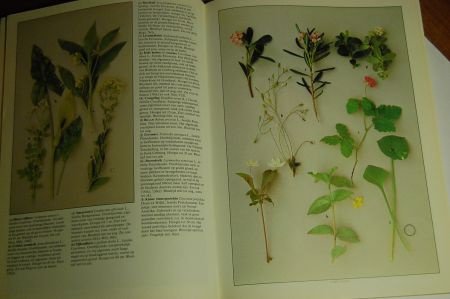 Wilde Bloemen - Afbeelding 2