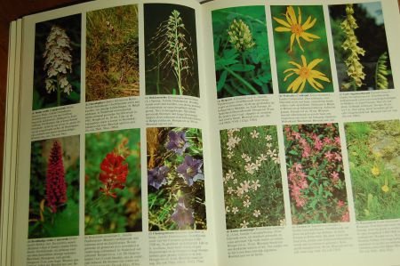 Wilde Bloemen - Afbeelding 3