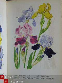 Tuin bloemen in kleuren - 3