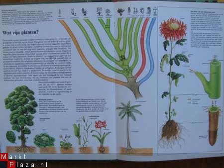 Kleurige wereld van planten en bloemen - 2