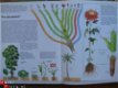 Kleurige wereld van planten en bloemen - 2 - Thumbnail