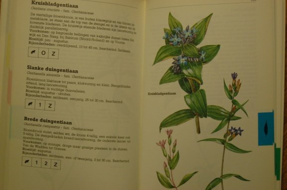 Zakflora voor de duin- en kuststreek - Afbeelding 2