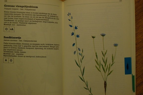 Zakflora voor de duin- en kuststreek - Afbeelding 3