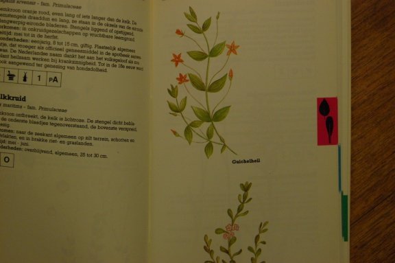Zakflora voor de duin- en kuststreek - Afbeelding 4