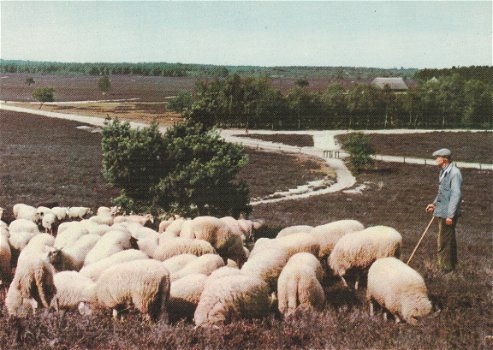 Herder met schapen op de Renderklippen - 1